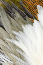 <feathers for fly tying>